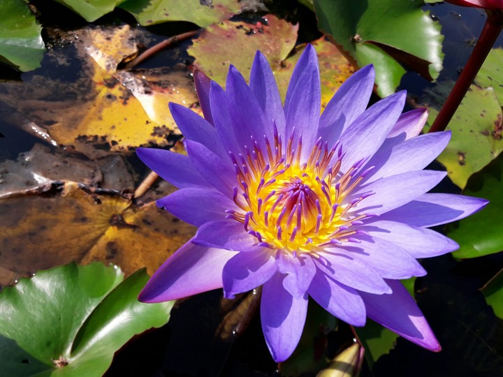 lotus