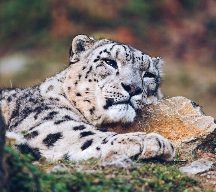 sad tiger