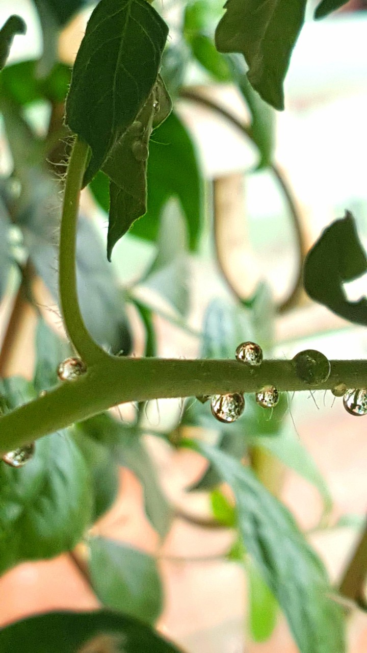 Drop on Stem