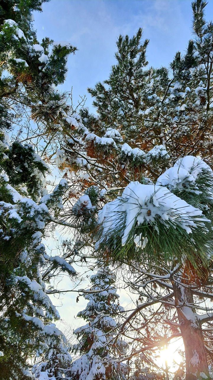 КМА. Зимняя сказка