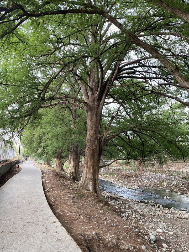 árbol