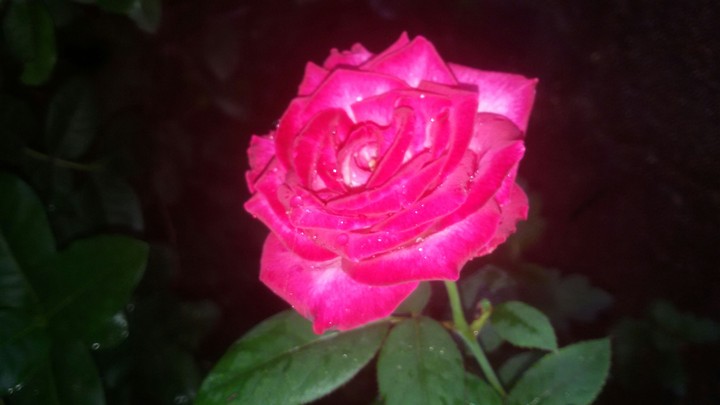 roze