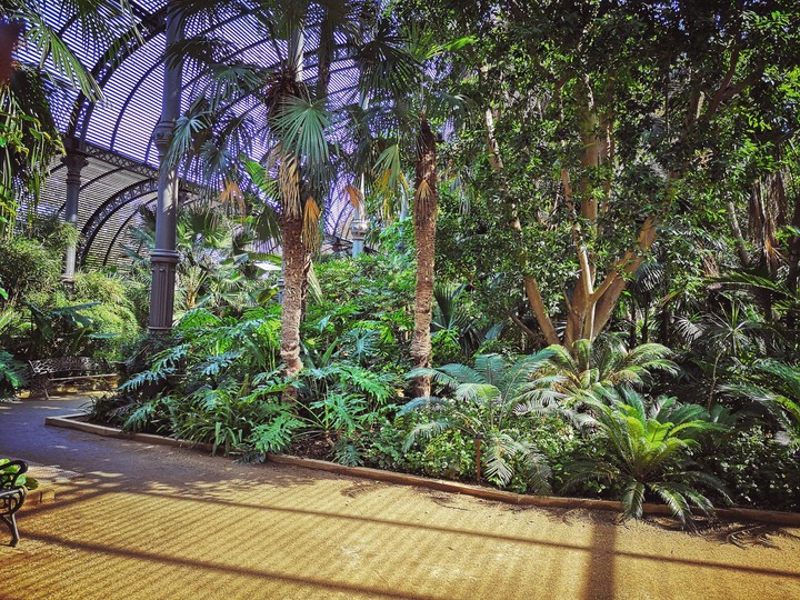 Palmen Garten