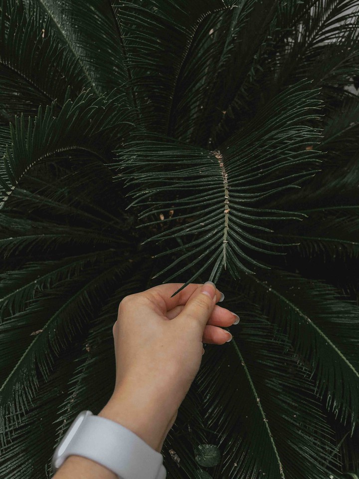 tropical