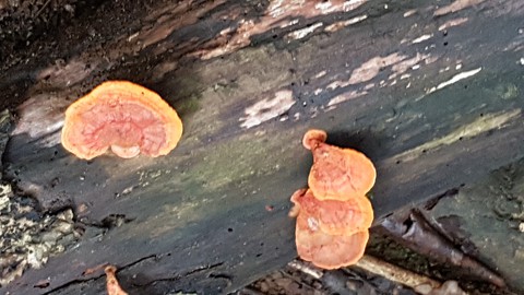 Bracket fungus on log, Daintree rainforest