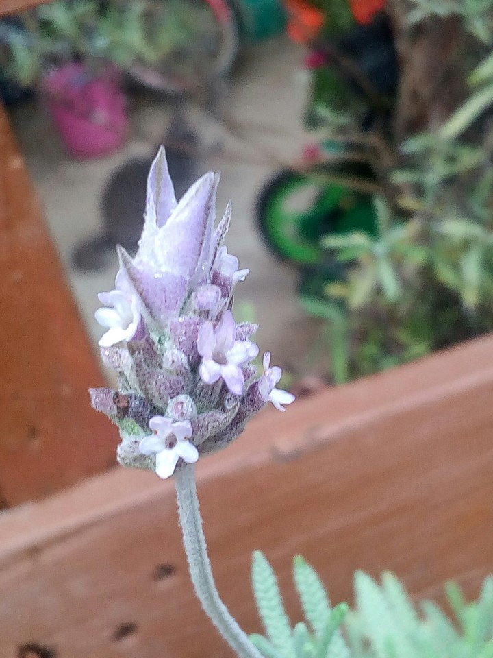 Flor de Lavanda.