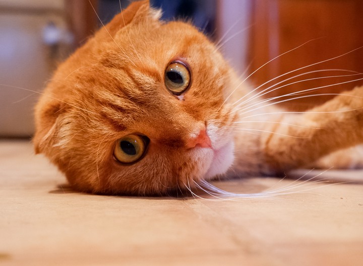 котик