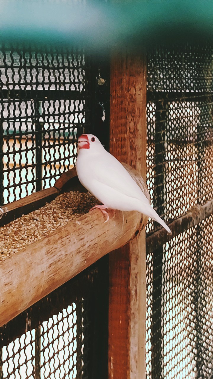 Love birds