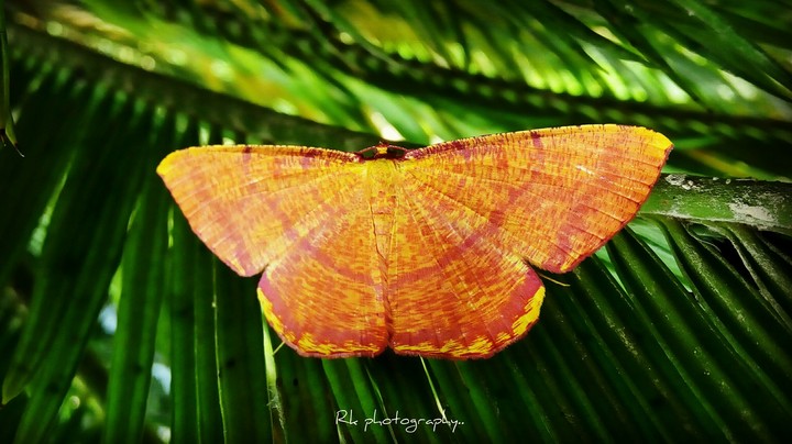 Beautiful Butterfly..