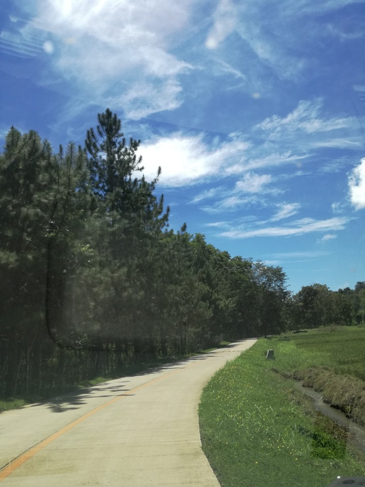 Pine trees.