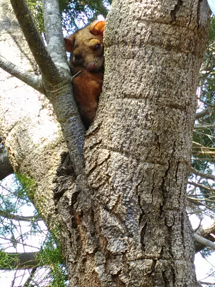 Possum