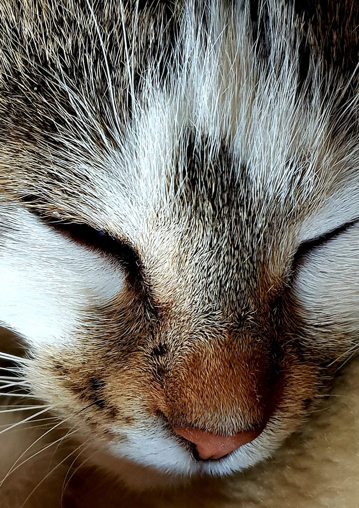 кот спит