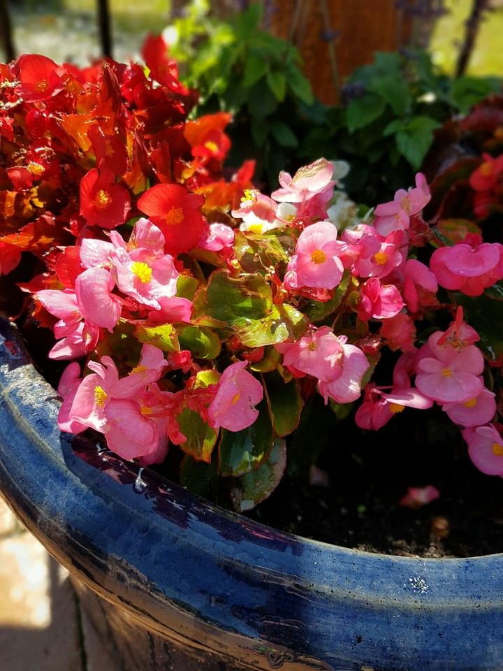 flower