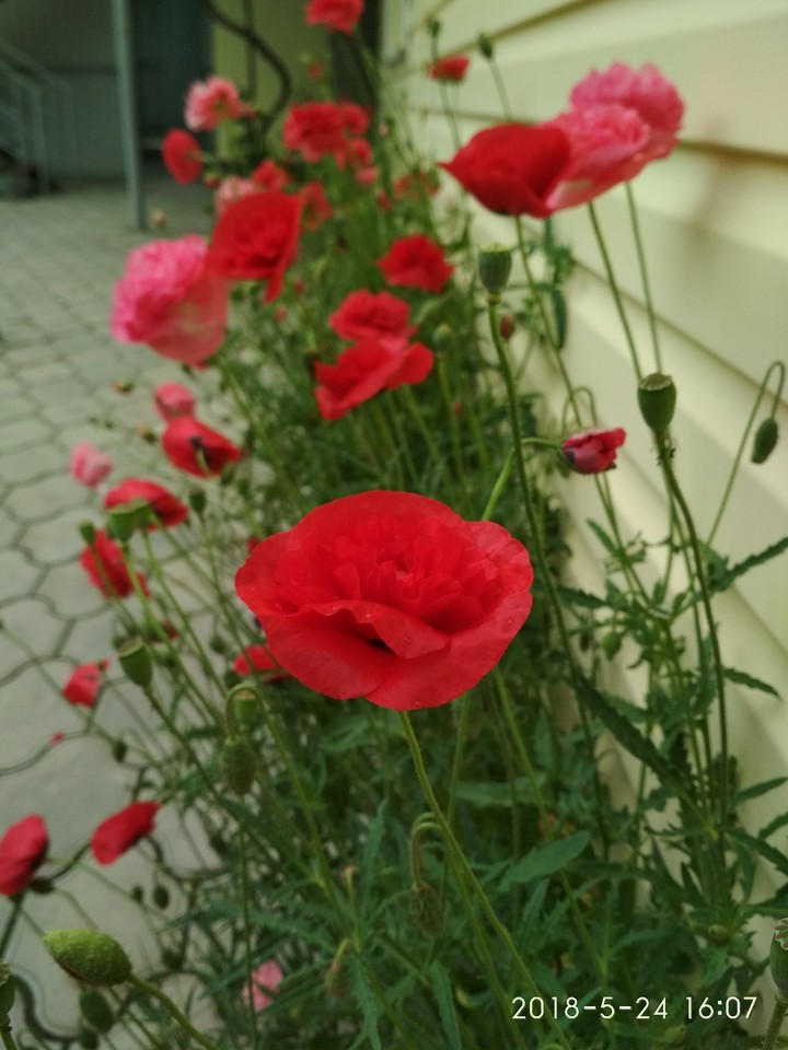 Pink and red