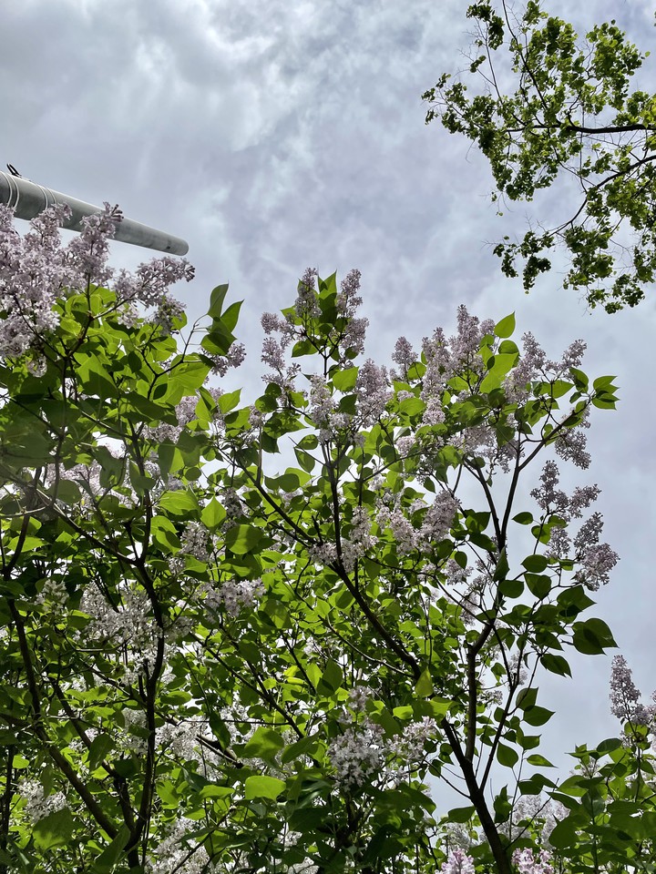 may lilac