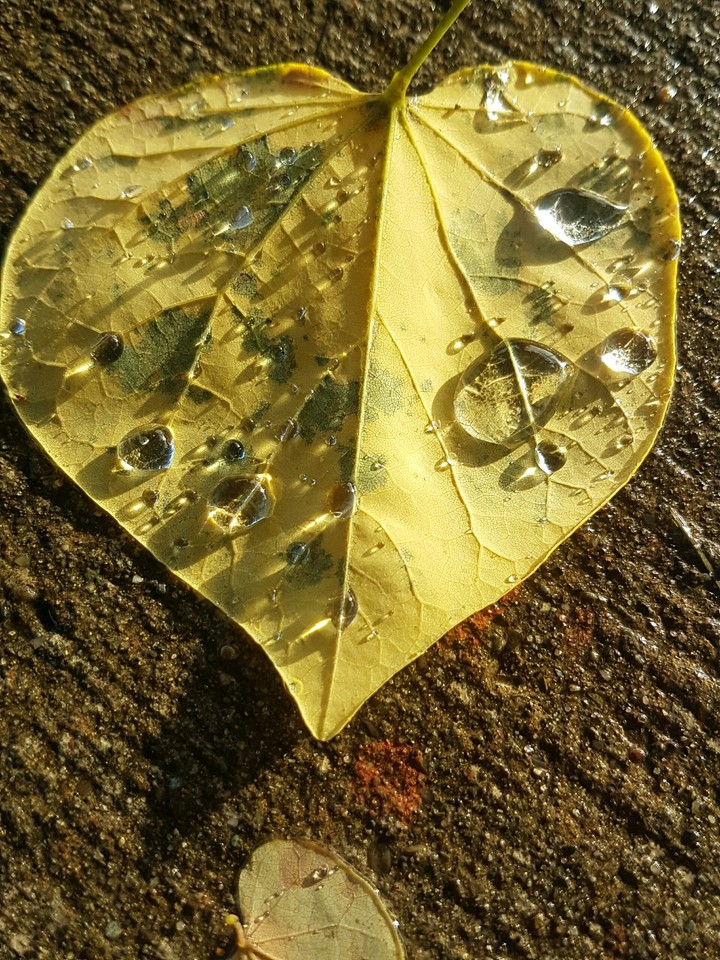 after rain