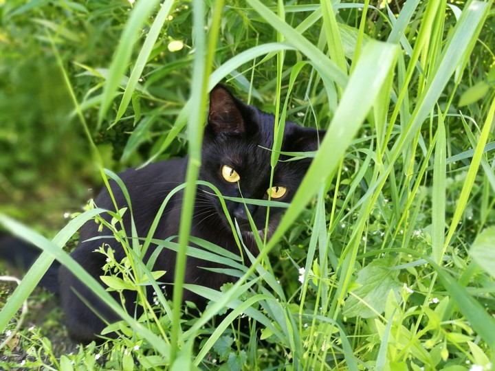 кошка