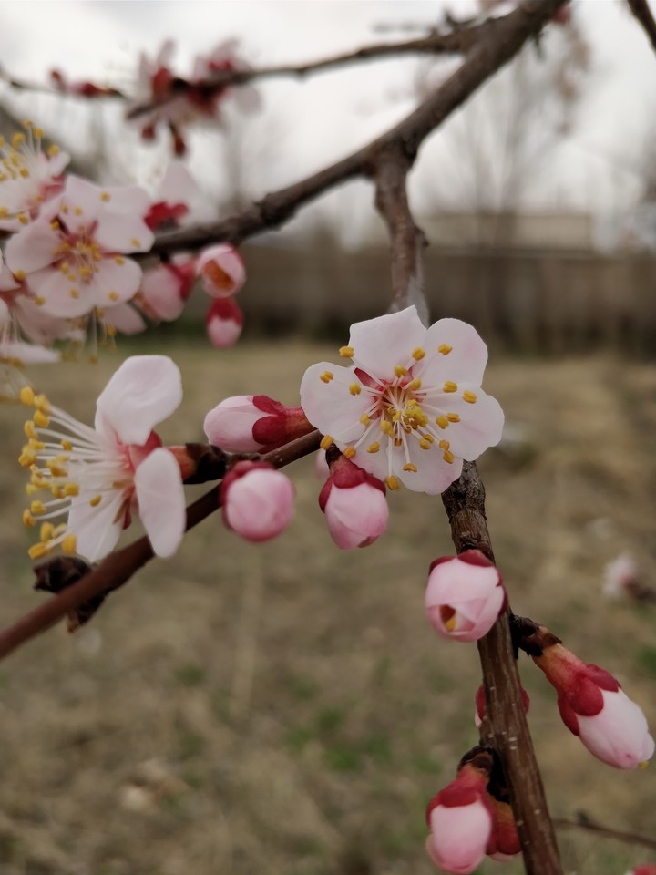 cherry