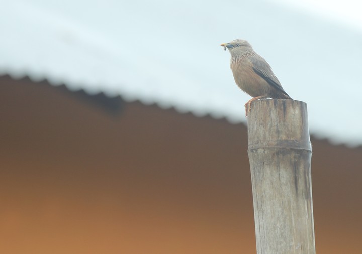 Bird