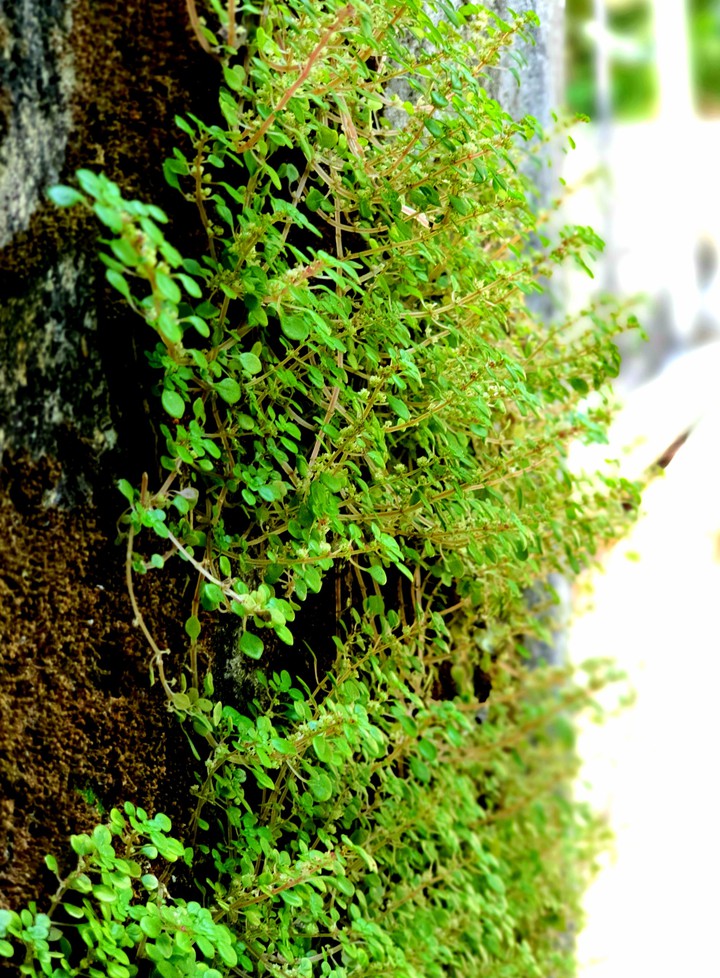 fern