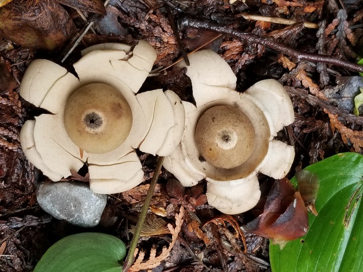 mushroom