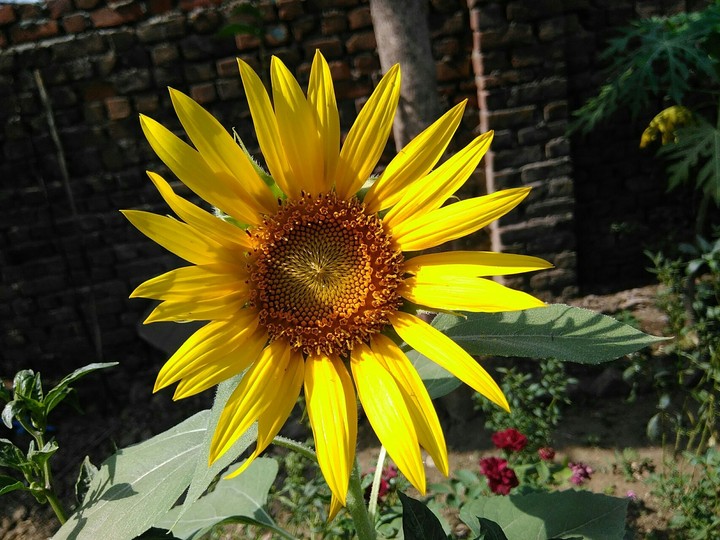 sun flower
