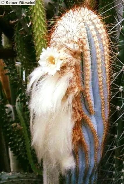 amo kaquitos