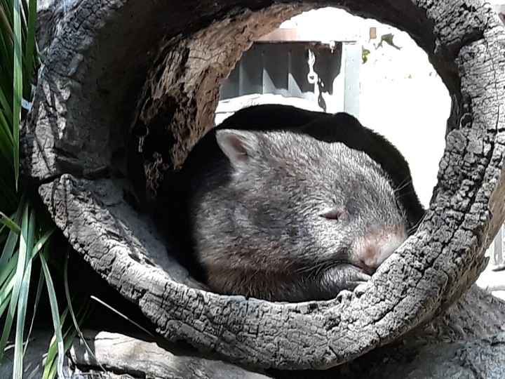 Wombat