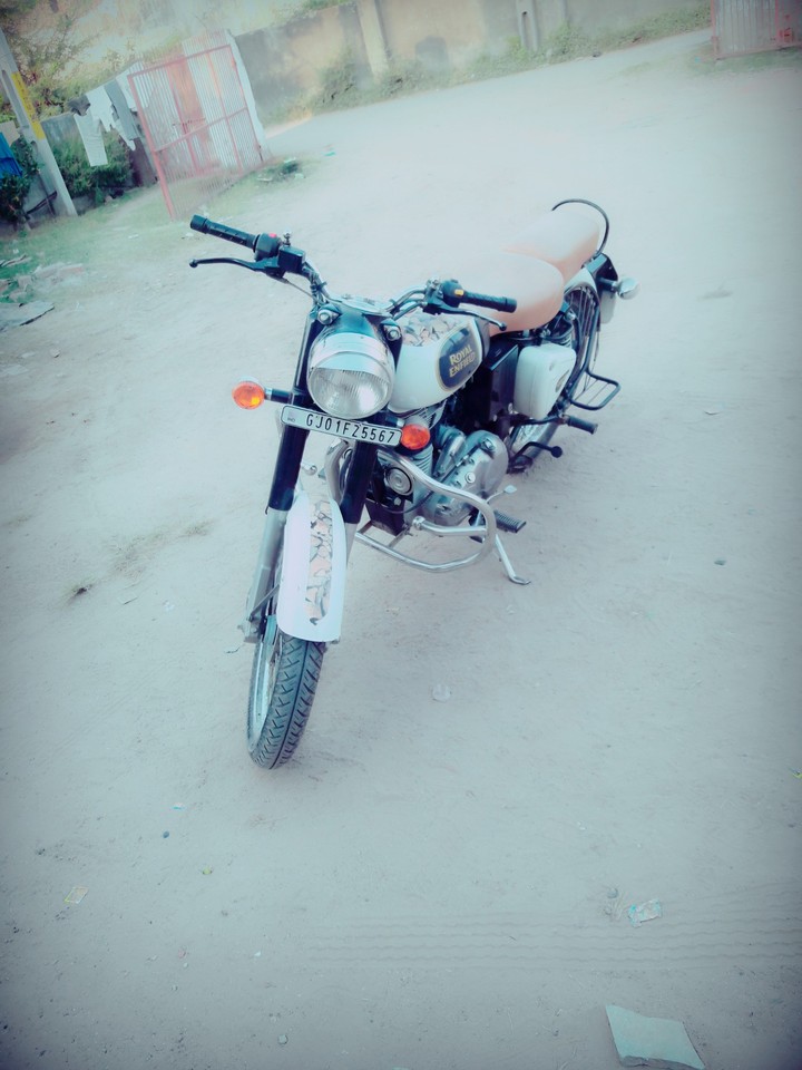 white bull