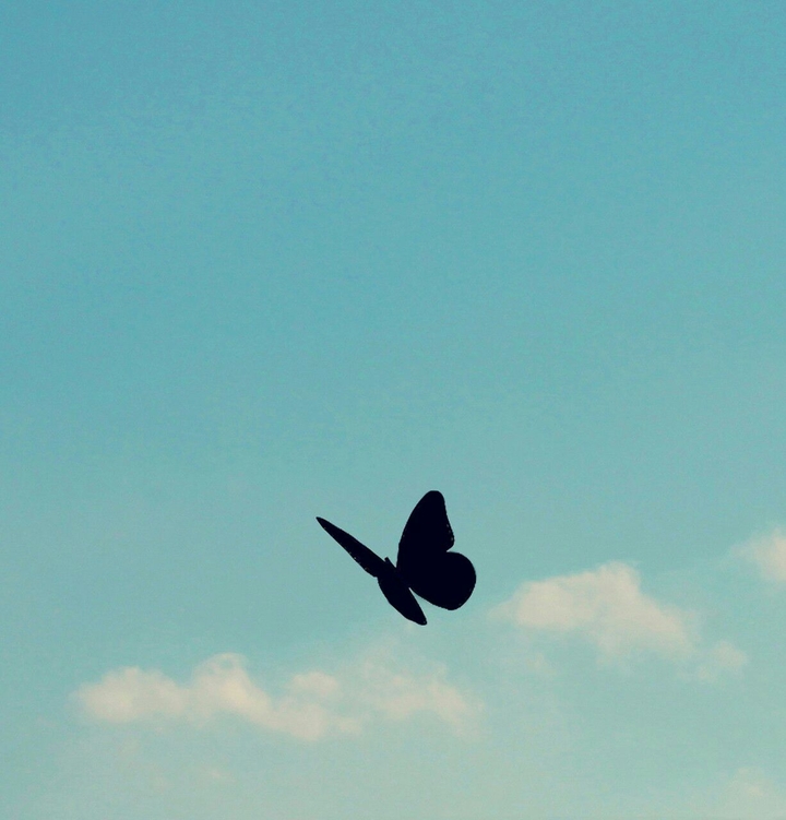Baterfly