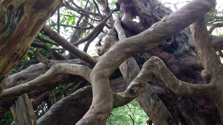 can't see the  wood for  the trees
