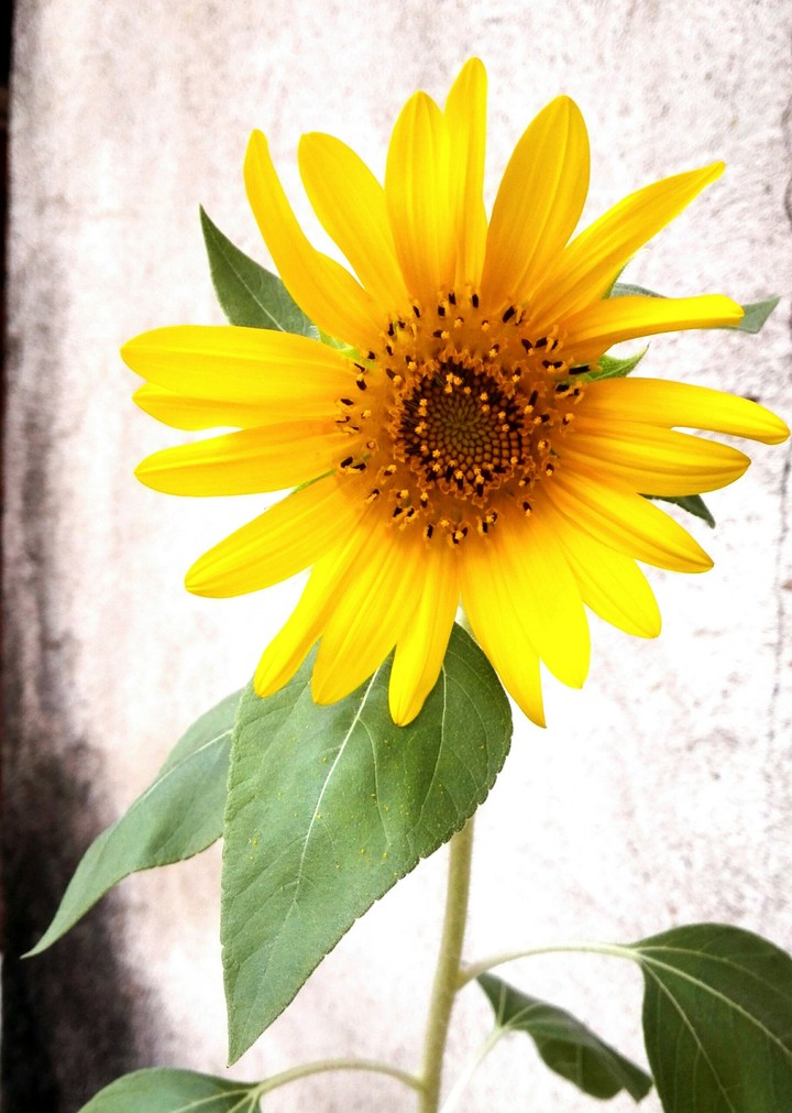 sembrando el sol p
