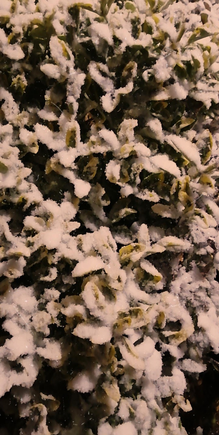 snow