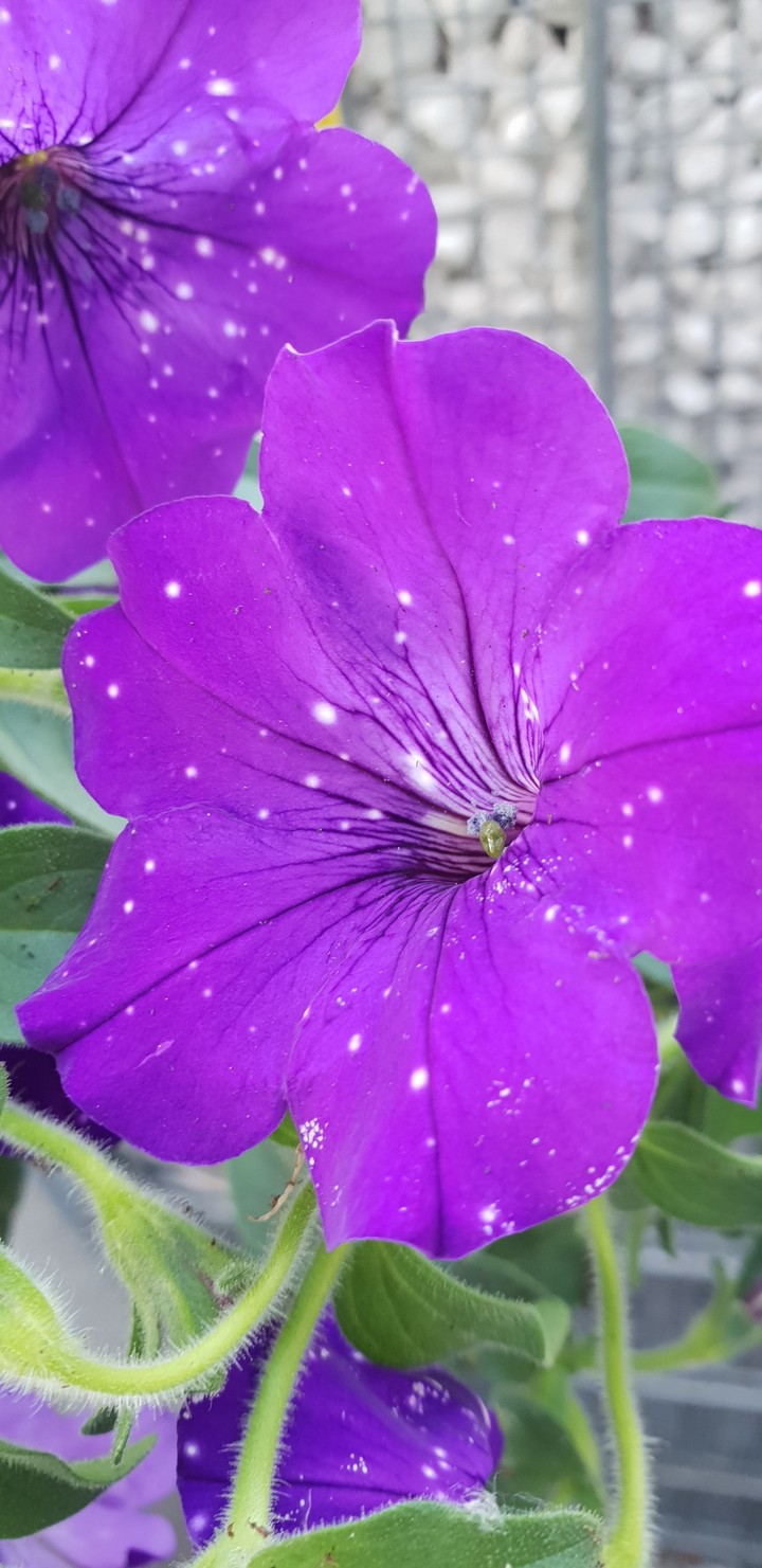 Violet