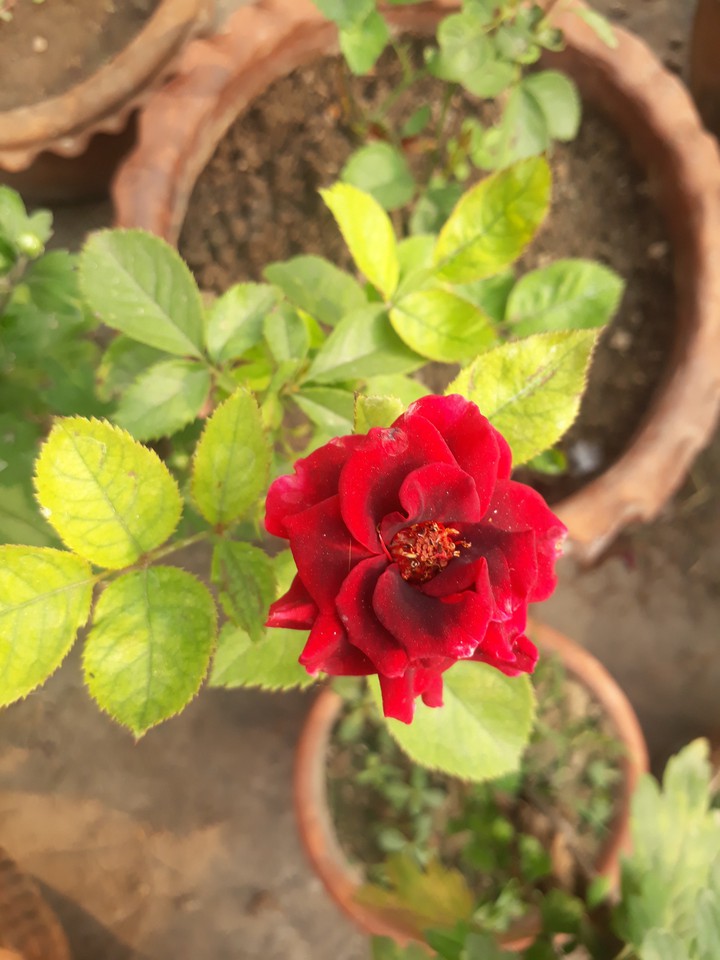 Red rose