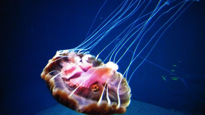 Jellyfish, Sea Aquarium Singapore