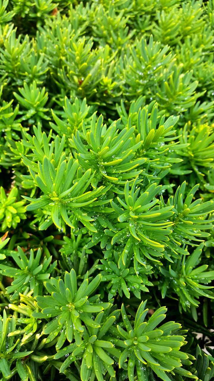 plant