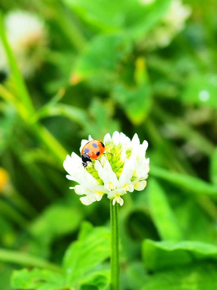 Ladybug