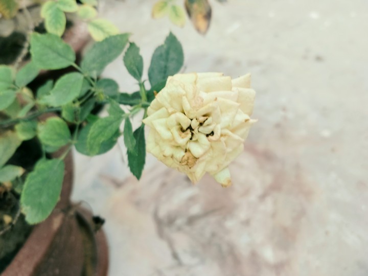 white rose