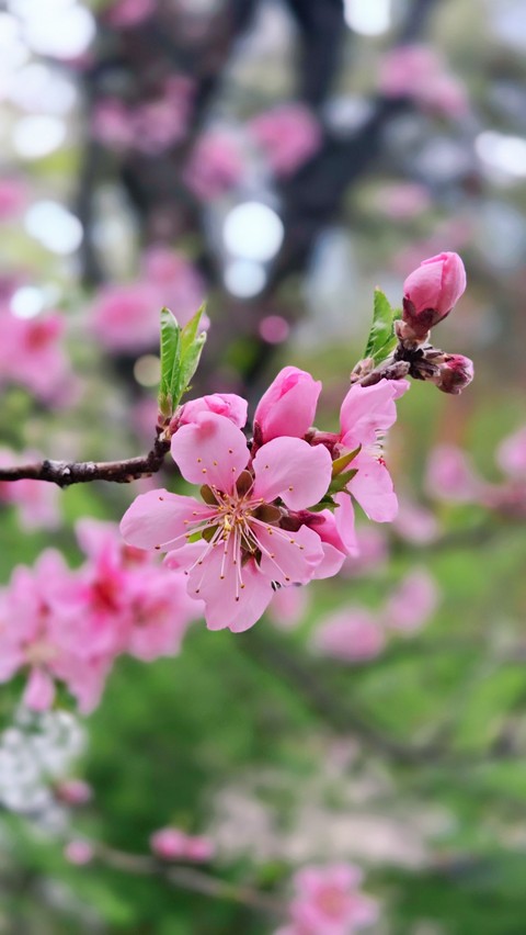 тапети twig, Close-up