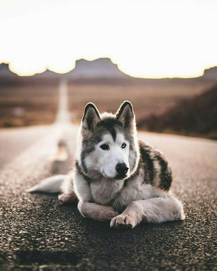 WolfDog