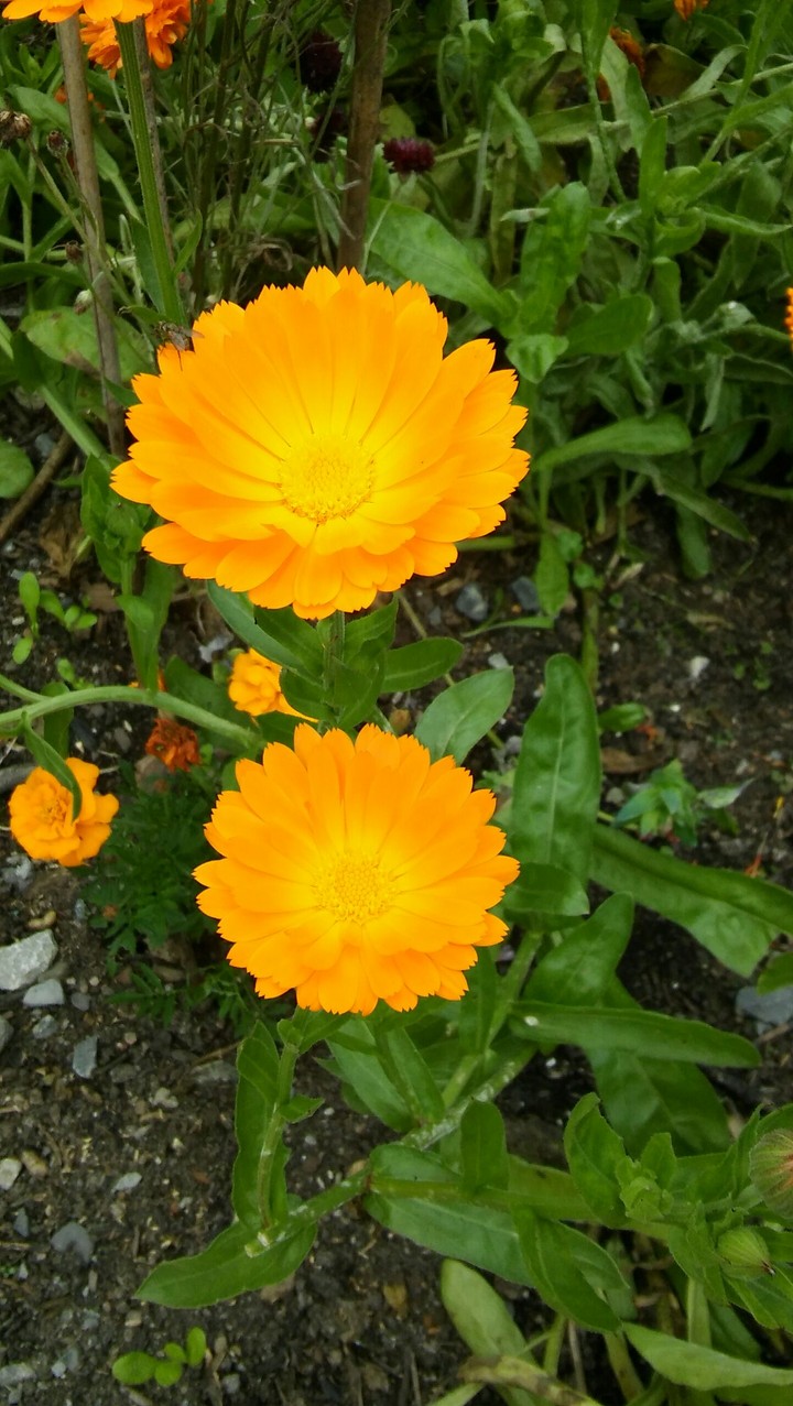 flowers