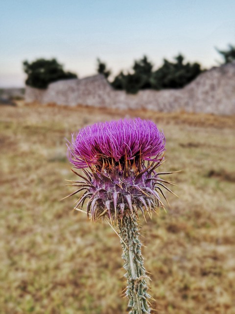 Sicilian thistle