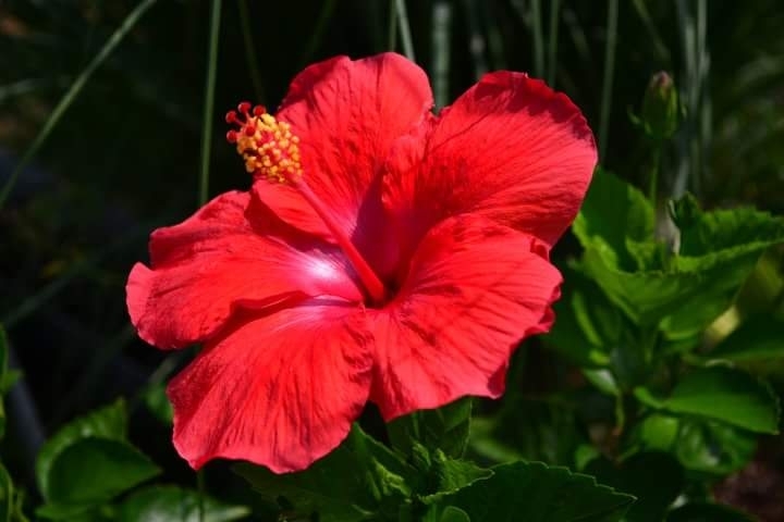 Flower Papo