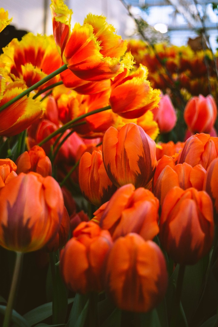 tulip