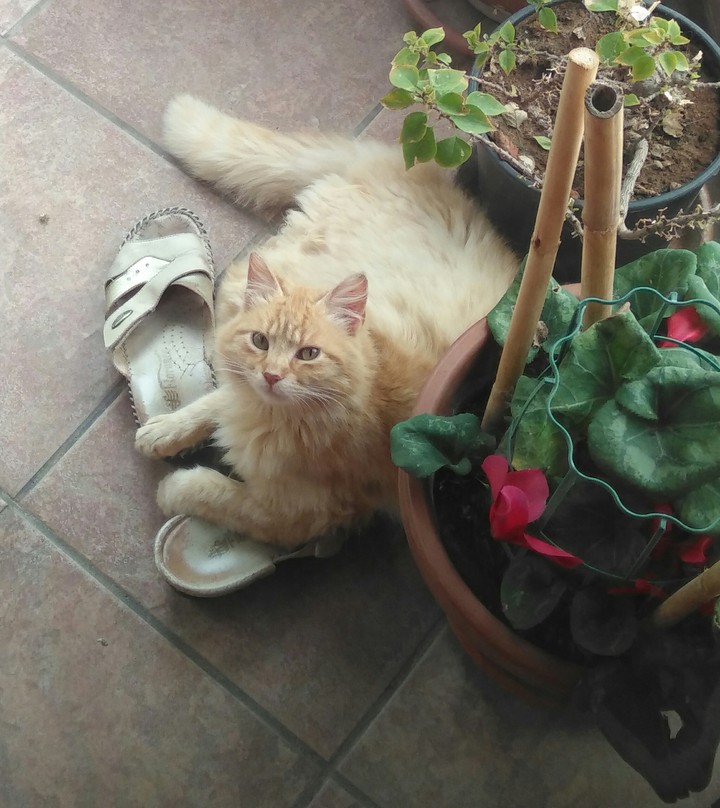 meow :3