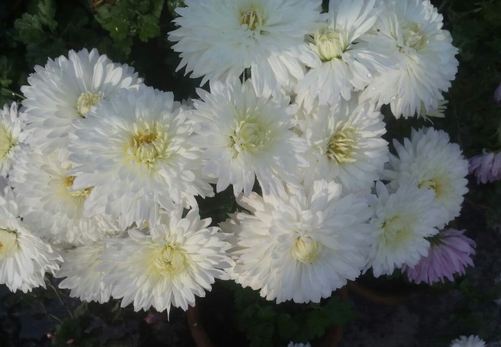 white chrysanthemum