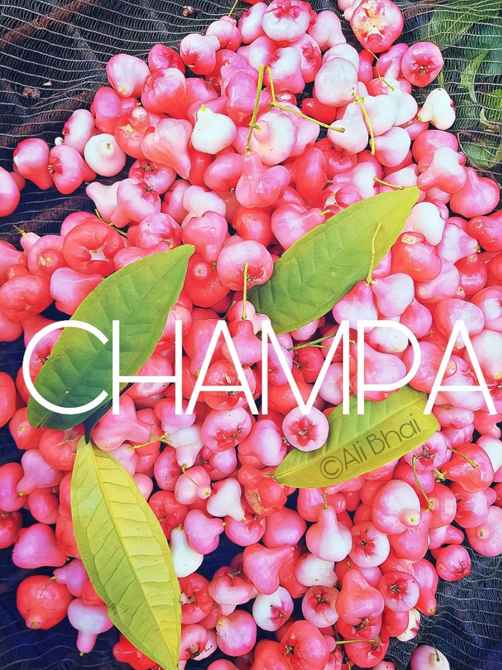Champa