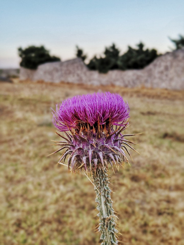 Sicilian thistle