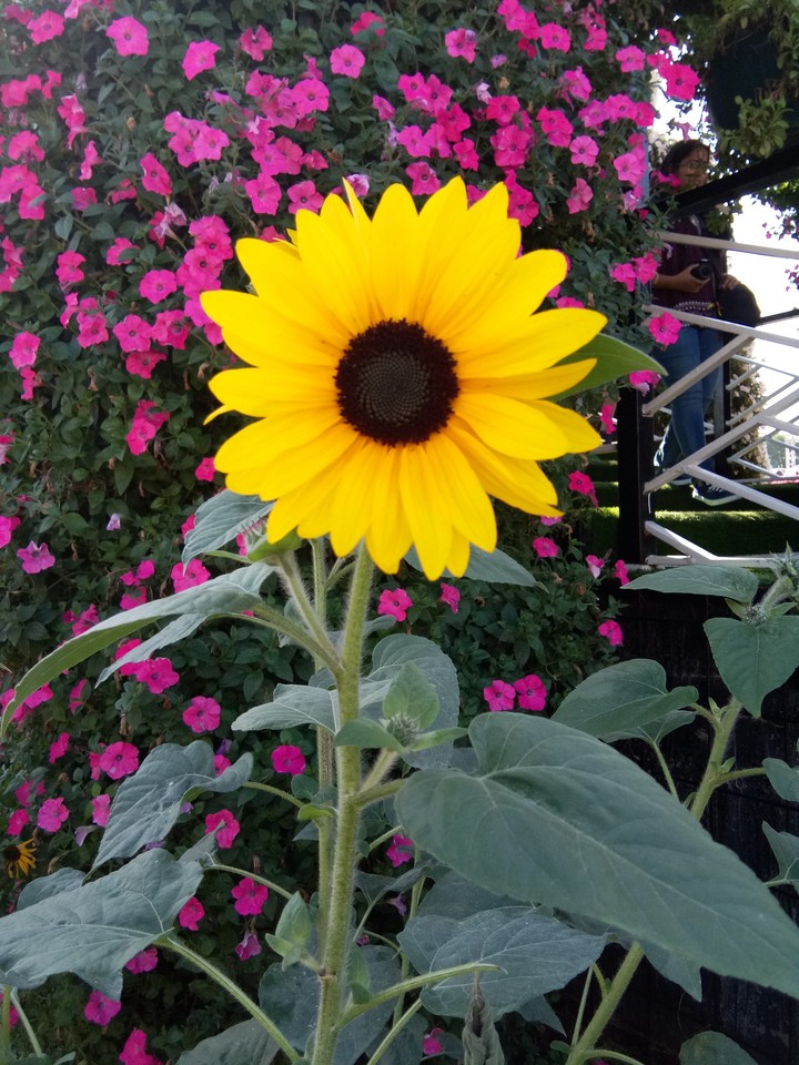 Flower
